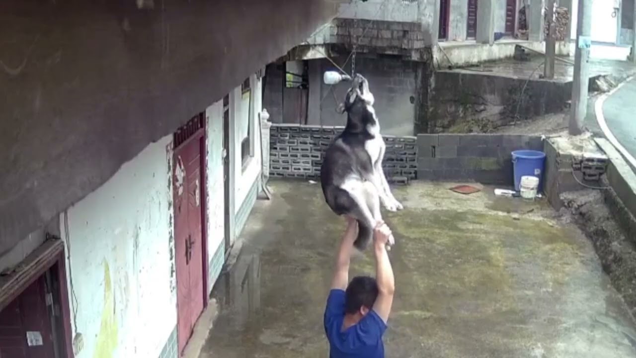 5209: Husky in China rescued after dangling from roof in dramatic fall