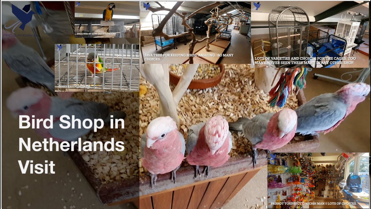 Bird Shop Visit in Netherlands 🇳🇱