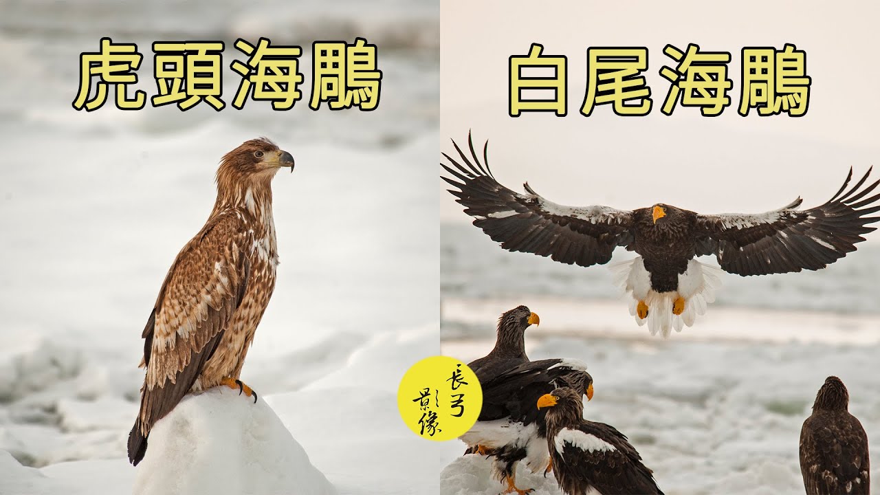 北海道羅臼拍海鵰Hokkaido for sea eagle(長弓影像)