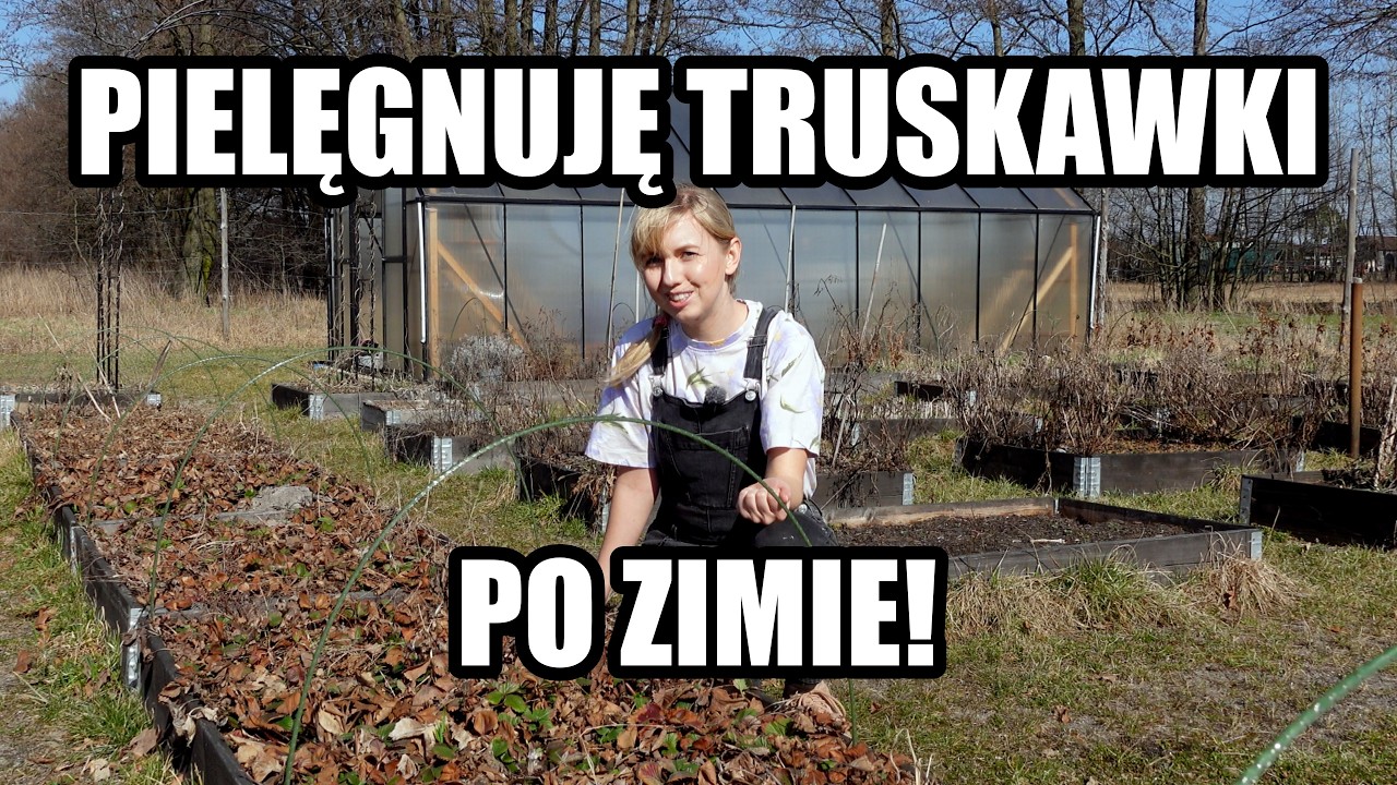 Wiosenne porządki w truskawkach i bylinach &ndash; przygotowanie do sezonu