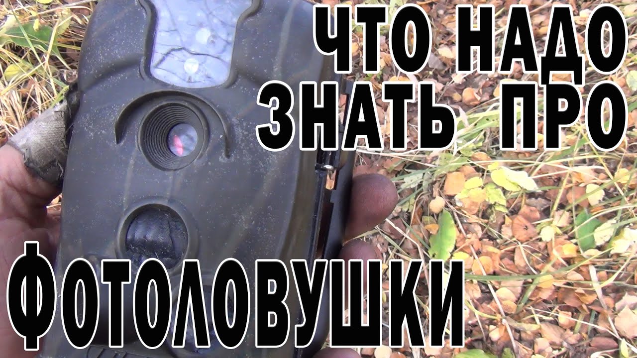 Что надо знать про фотоловушки