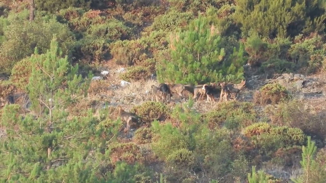 Una manada de lobos cuida de 12 cachorros en Montesinho, Portugal