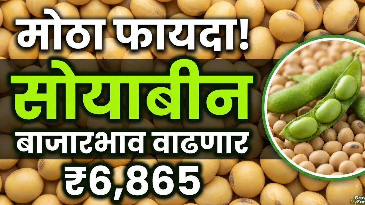 सोयाबीन बाजारभाव आज | महाराष्ट्र APMC लाईव्ह दर | विक्री करावी की थांबावं? लातूर, अकोला, नागपूर 