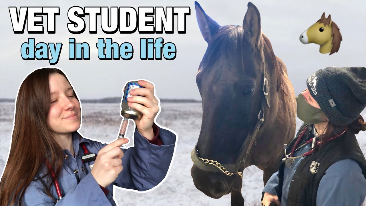 DAY IN THE LIFE OF A VET STUDENT: large animal lab and productive study day!