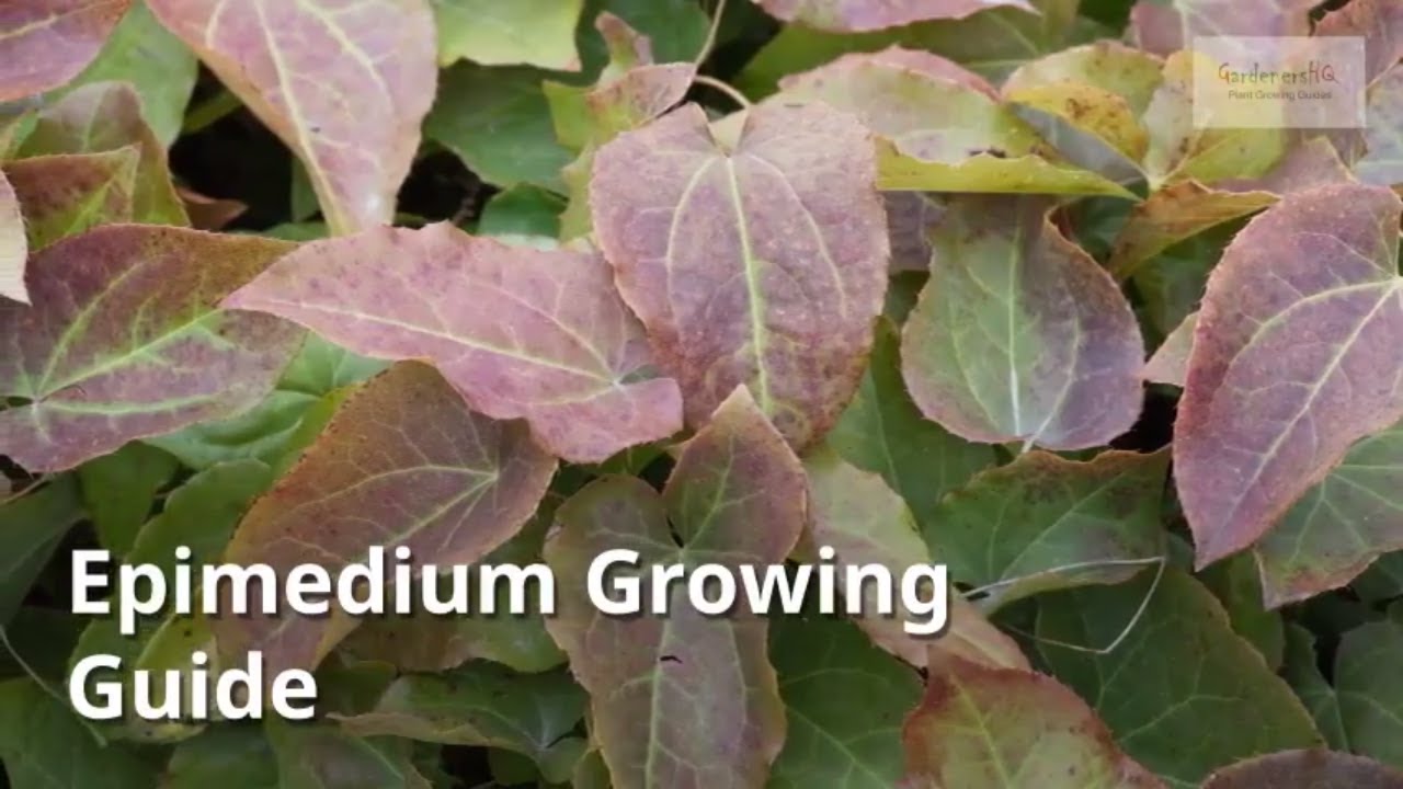 Epimedium Growing Guide