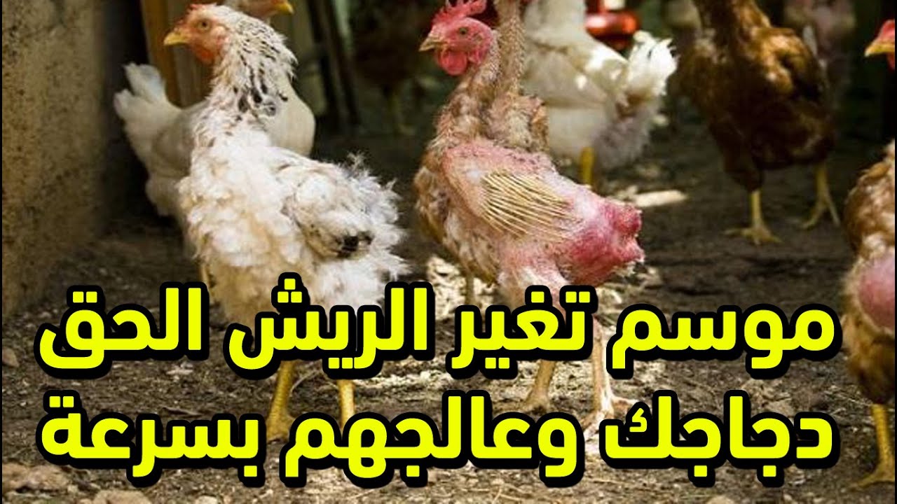 موسم تغير الريش علاج القلش عند الدجاج  إزاي تتعامل مع الدجاج أثناء فترة القلش عشان الفترة تعدي بسرعة