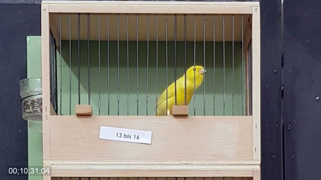 Teil 25. Kanarienvögel singen, Harzer Edelroller Gesangsvorführung