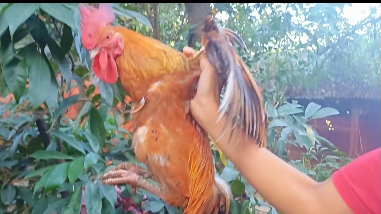 কেয়ার হাতে বড় মোরগ,🐓 রাধবে নানু খাবে সবাই ।🍗🥘#chicken #YouTube