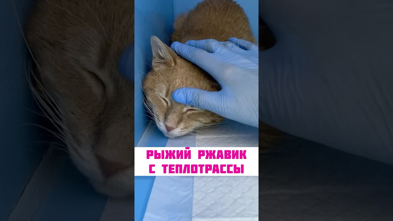 РЫЖИК С ТЕПЛОТРАССЫ ПРОСИТ ПОМОЧЬ.