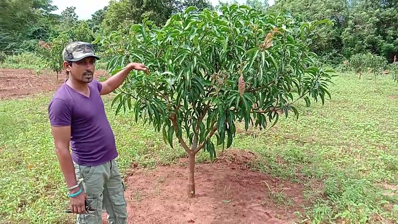 අඹ වගාවක් කප්පාදු කිරීම තුලින් වැඩි අස්වැන්නක් ලබමු - How to Prune Mango Trees in  Mango Cultivation