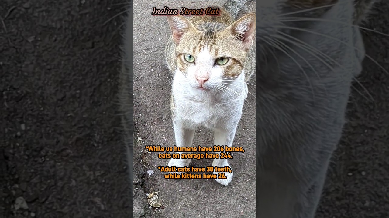Indian Street Cat 🐈