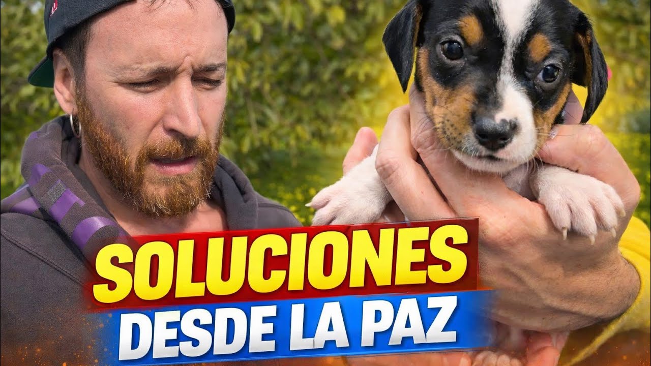 Ayudar sin que se te vaya la vida en ello #perros 