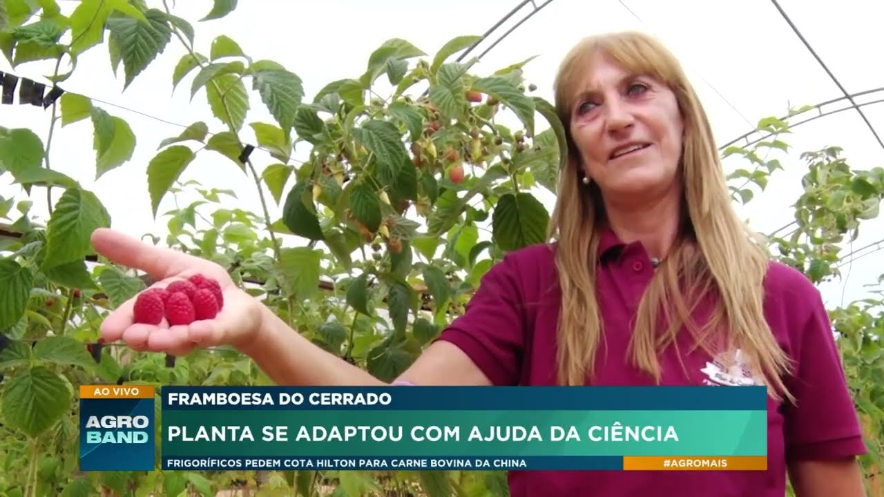 Framboesa do Cerrado: ciência adapta fruta de clima temperado