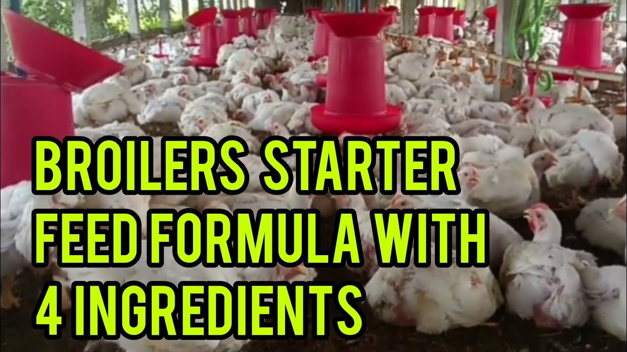 Best Broiler  Starter Feed Formula For Maximum Growth Enhancer