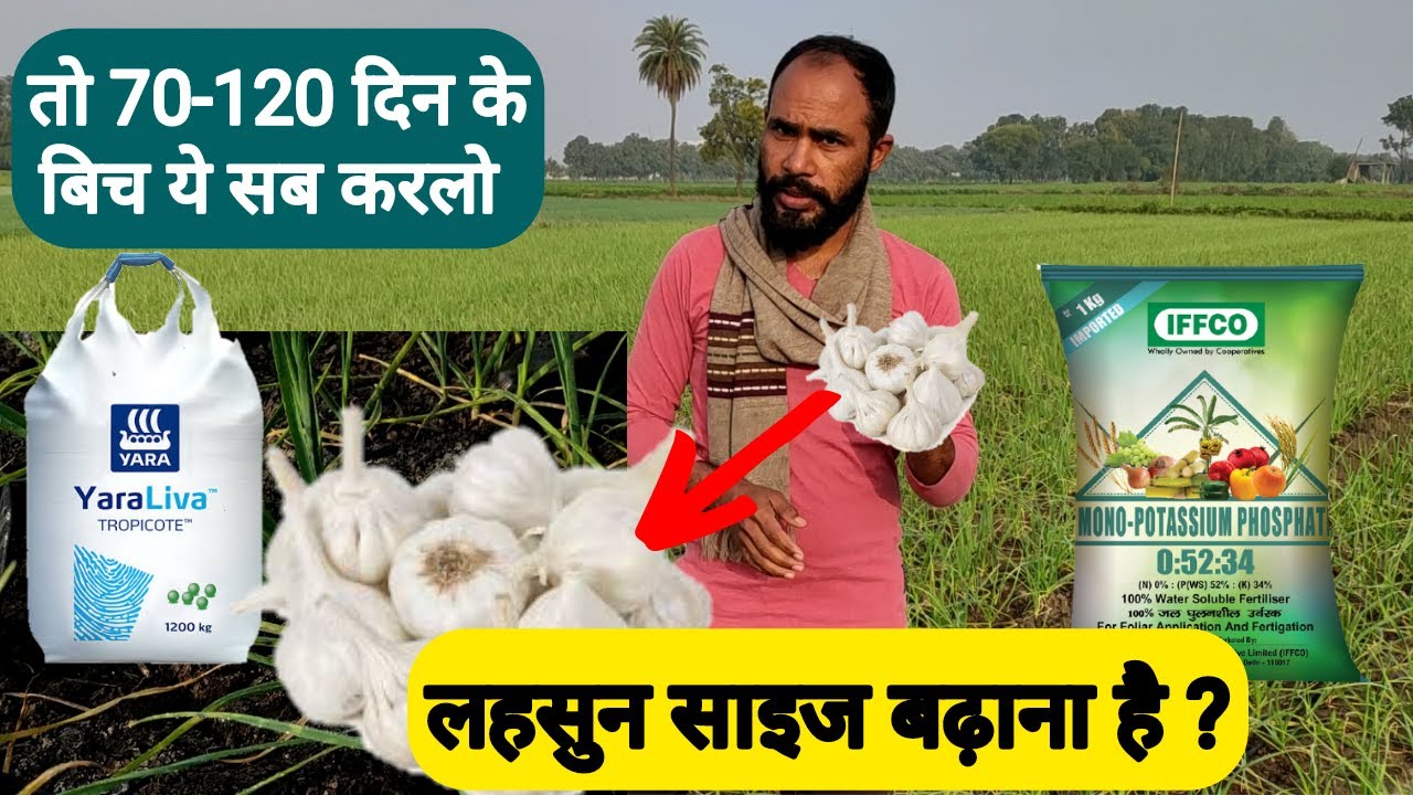 लहसुन मे कैल्शियम नाइट्रेट | Lahsun ki size kaise bdhaye | Calcium nitrate uses | Dose