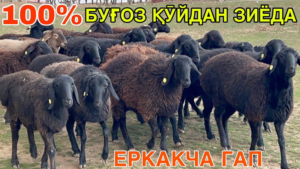 ҚАШҚАДАРЁ ХИСОРИ ҚӮЙЛАРИ ☎️+998772982000 ☎️+998938900136