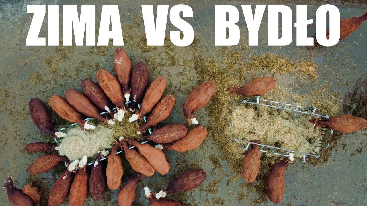 🐂 Hodowla Bydła VS -15⁰C ❄ | Kolejne kilka dni z życia hodowli bydła mięsnego