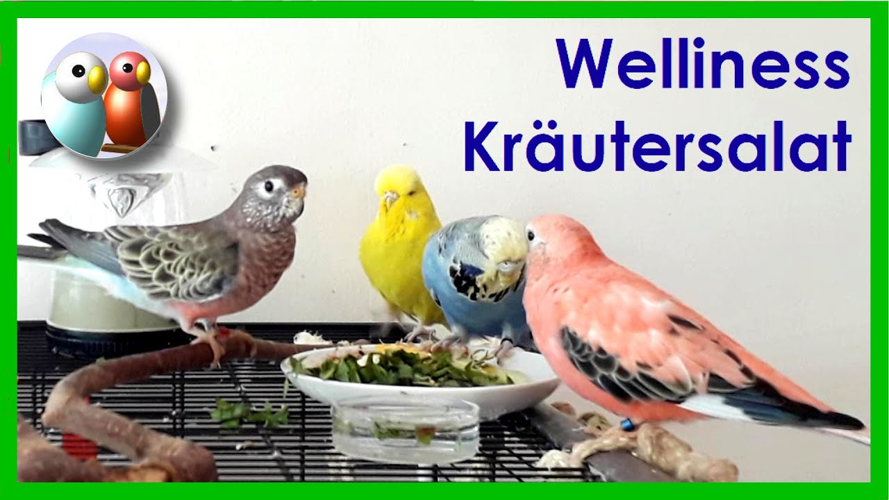 Was essen deine Wellensittiche am liebsten? Kräutersalat mit Ei, das schmeckt! 18/83