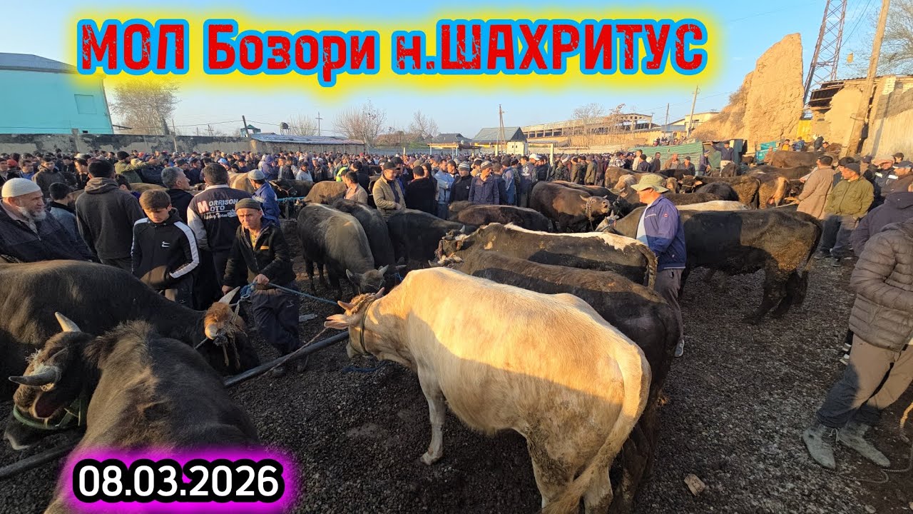 Катта мол ва майда моллар нархи тушти.