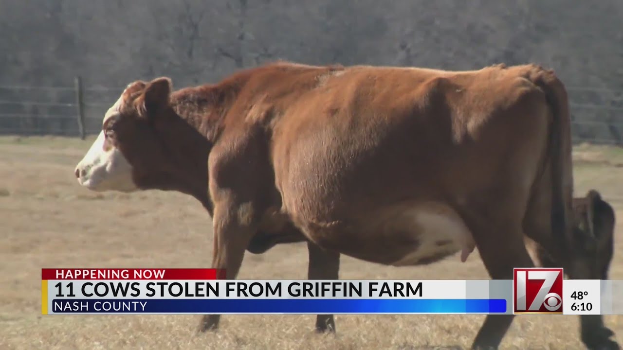 Nash County farm has 11 cows stolen