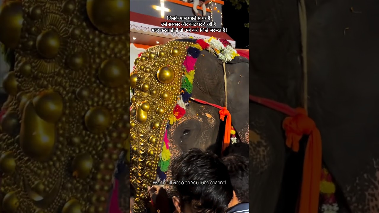 Mahadevi Elephant Transfer (Madhuri Hatti) to #vantara #shorts #trending