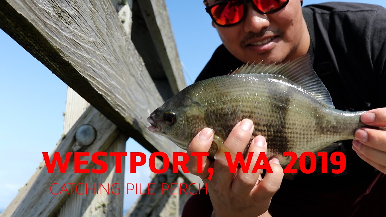 Westport, WA 2019 - Catching BIG PILE PERCH