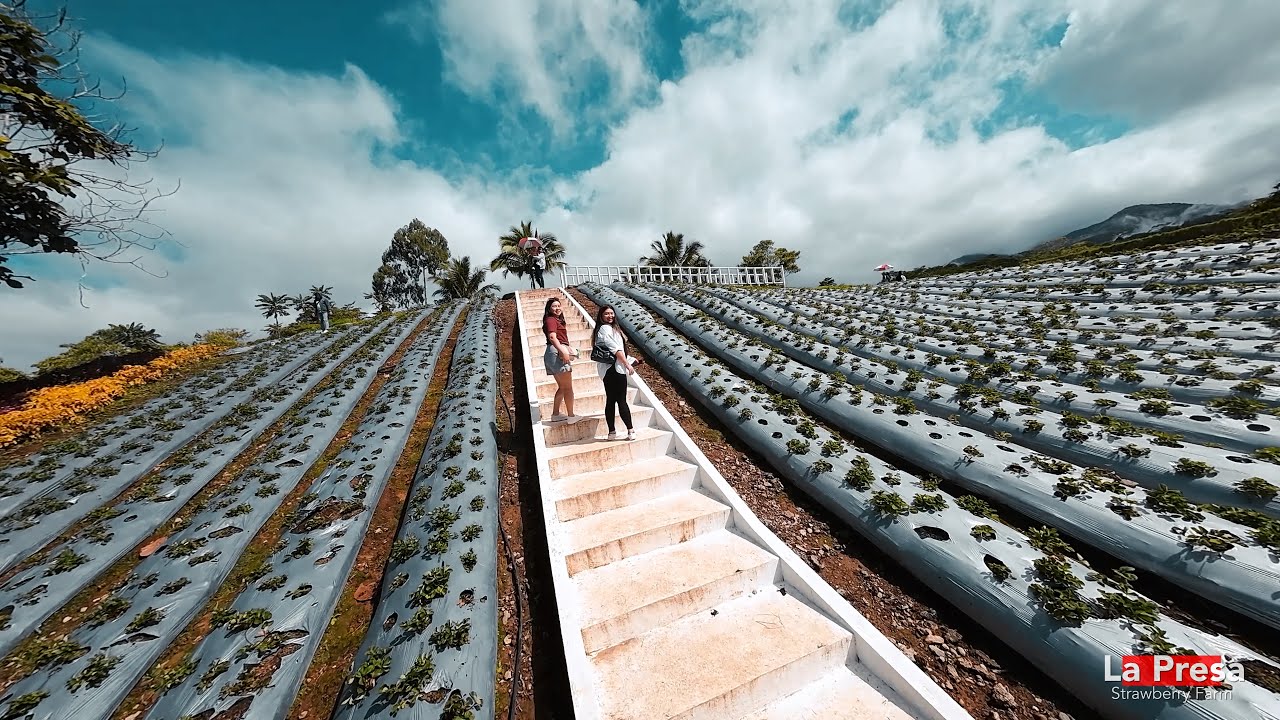 Buzzing over La Presa strawberry farm.