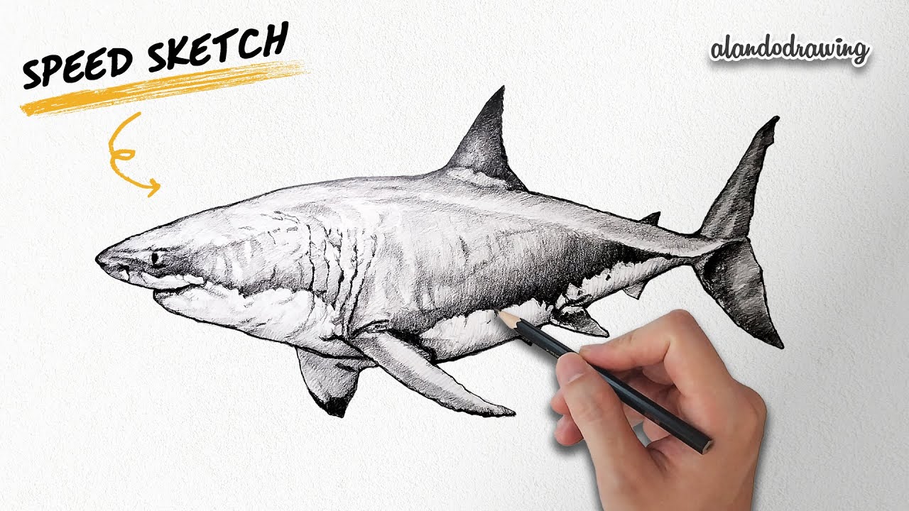 Great White Shark Comes to Life | Realistic Pencil Speed Sketch