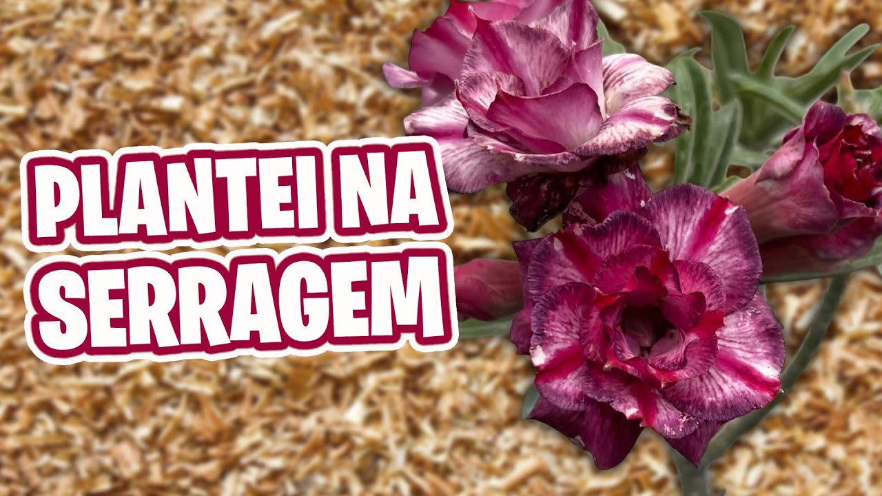 [CIDO RESPONDE] Posso usar serragem no substrato de ROSA DO DESERTO
