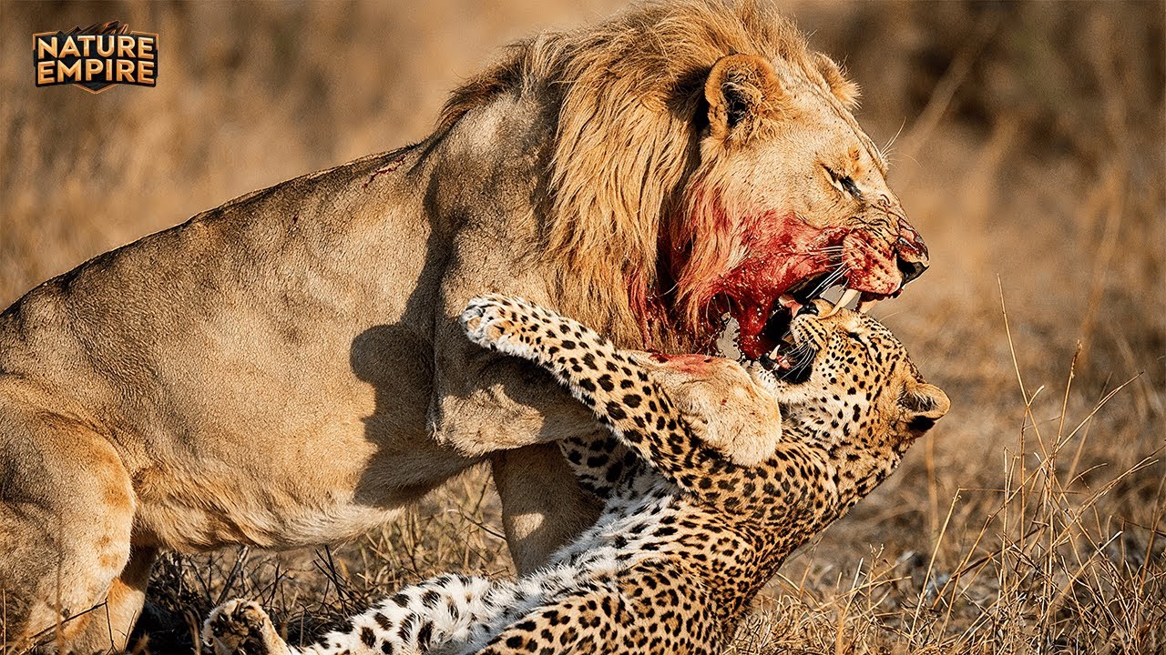 WILDE SAVANNE | Das Erbarmungsloseste Tierleben im Tiefen Afrika &ndash; Komplette Tierdokumentation