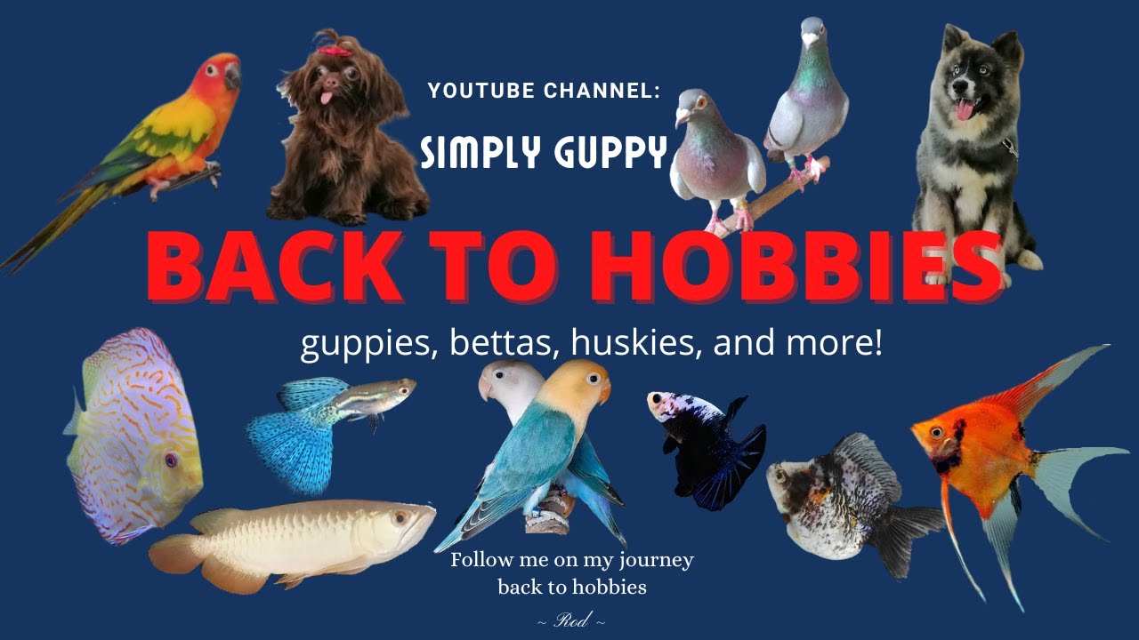 Back to Hobbies | Guppies, Huskies, Bettas, and More! | Vlog 1
