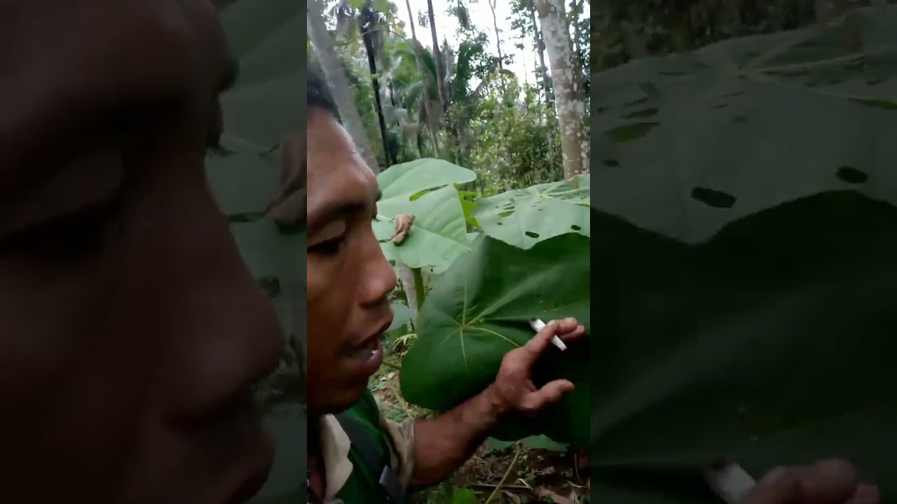 Pohon balsa super