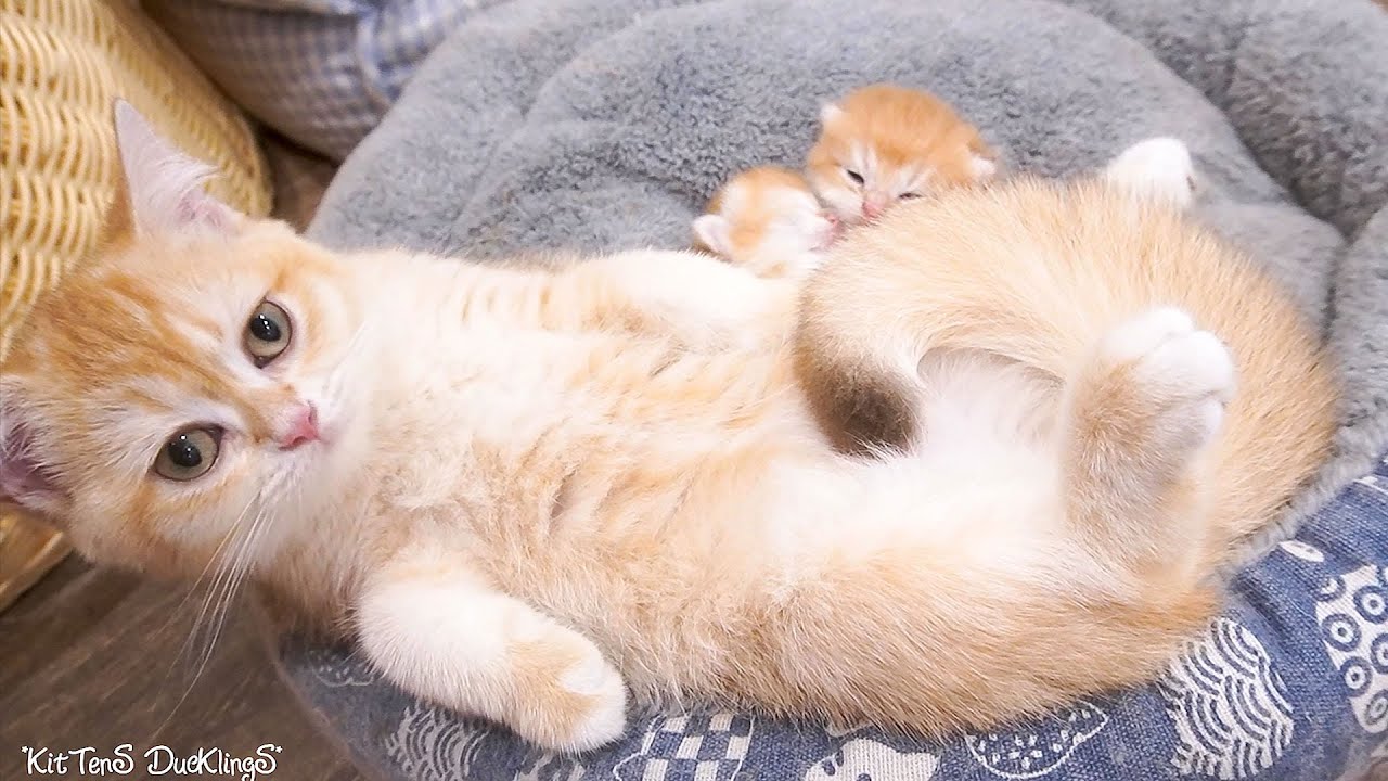 Sister cat Violin has learned how to be a mother through 2 litters of kittens