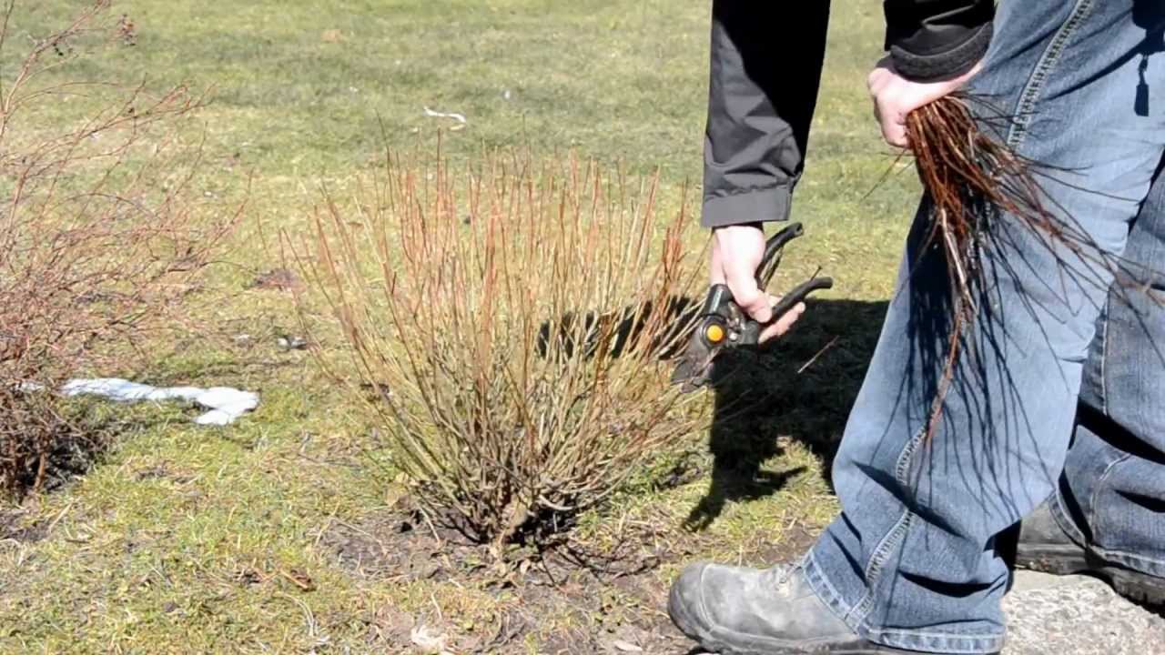 Salix purpurea pruning