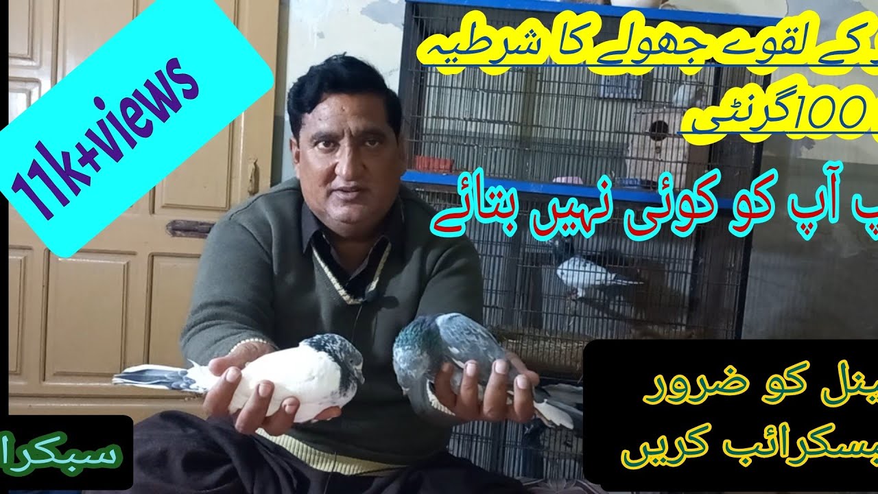 ye tip app ko koi nahi batay ga |kabootar ka lakwa ka ilaj 100% |@pigeon town | pigeon collection |