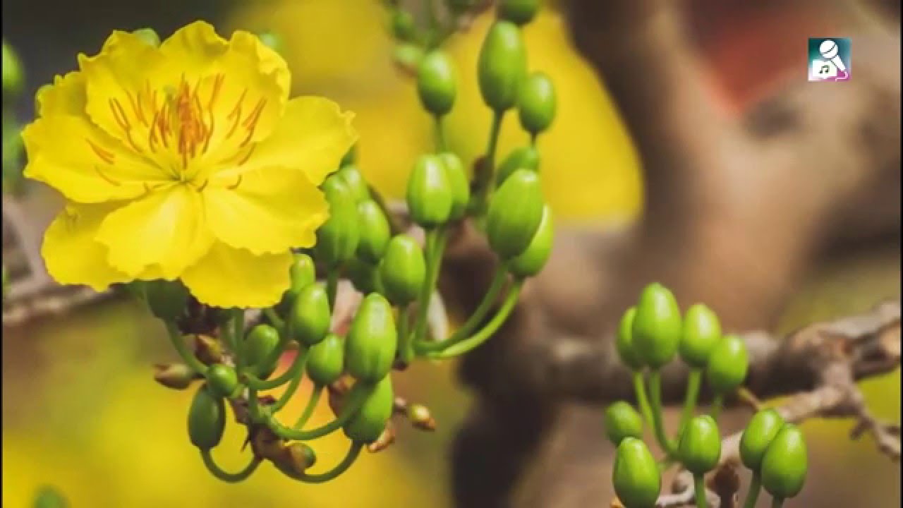 Karaoke Rượu Cưới Ng&agrave;y Xu&acirc;n - Hồ Việt Trung [ Beat Chuẩn ]