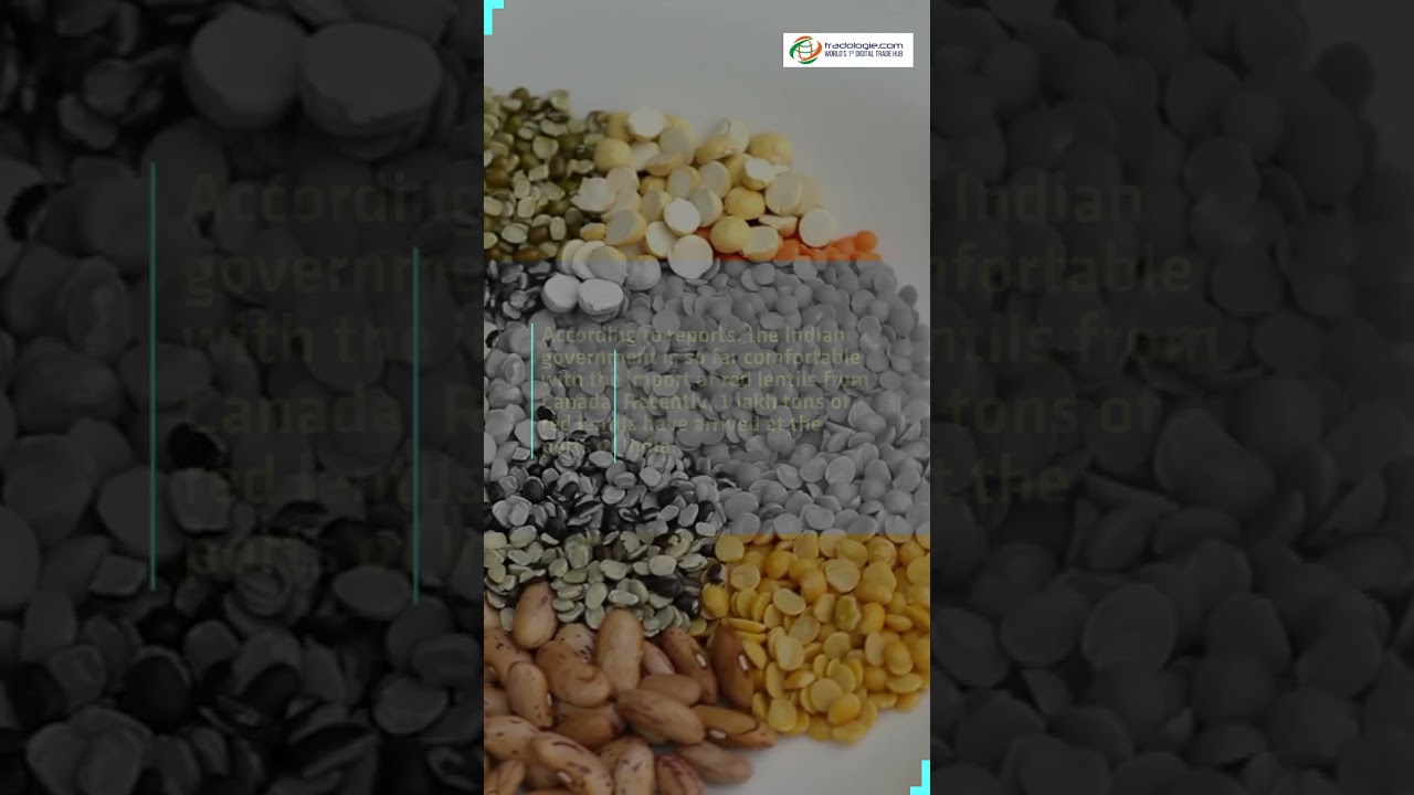 Canada doesn&rsquo;t disrupt Masur Dal supply to India.