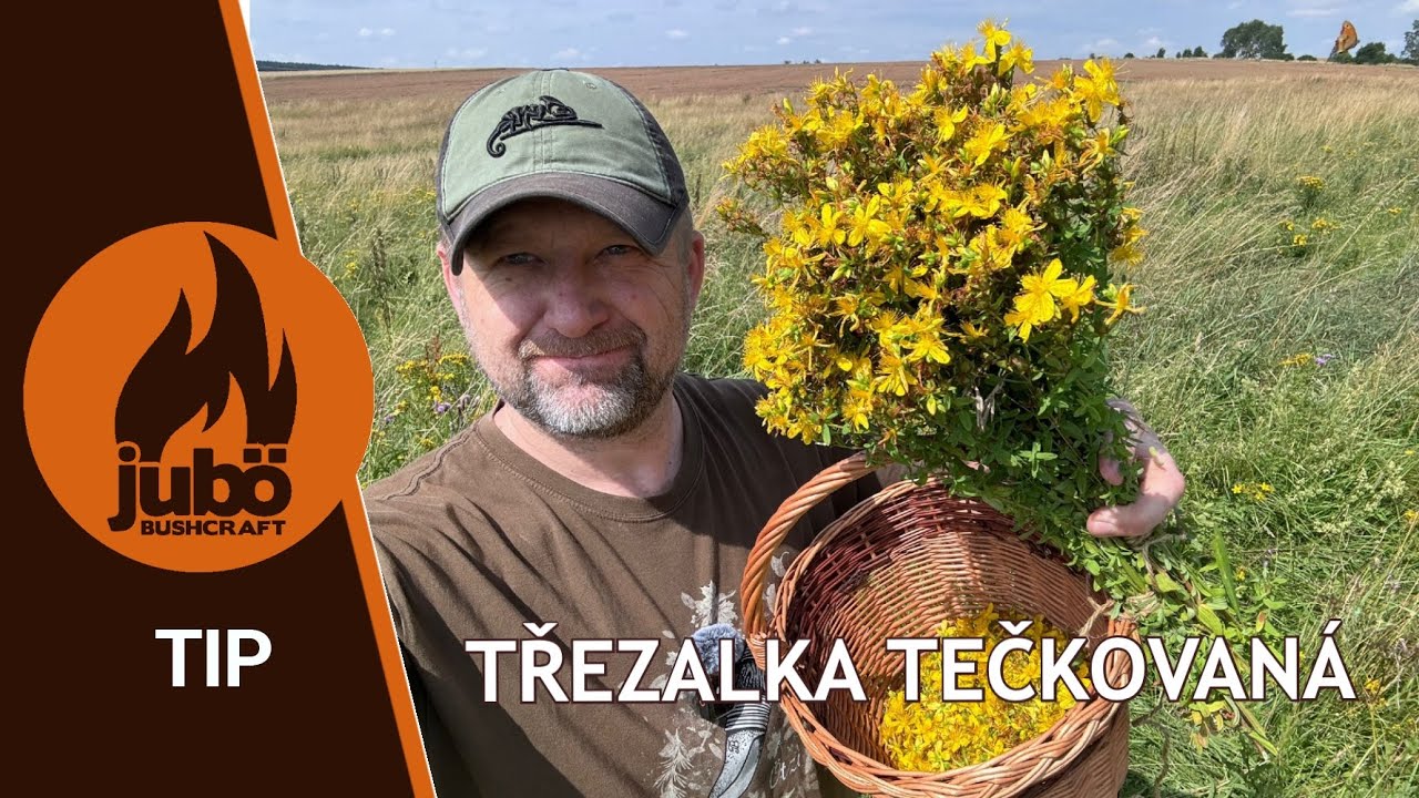 TIP: Třezalka tečkovaná