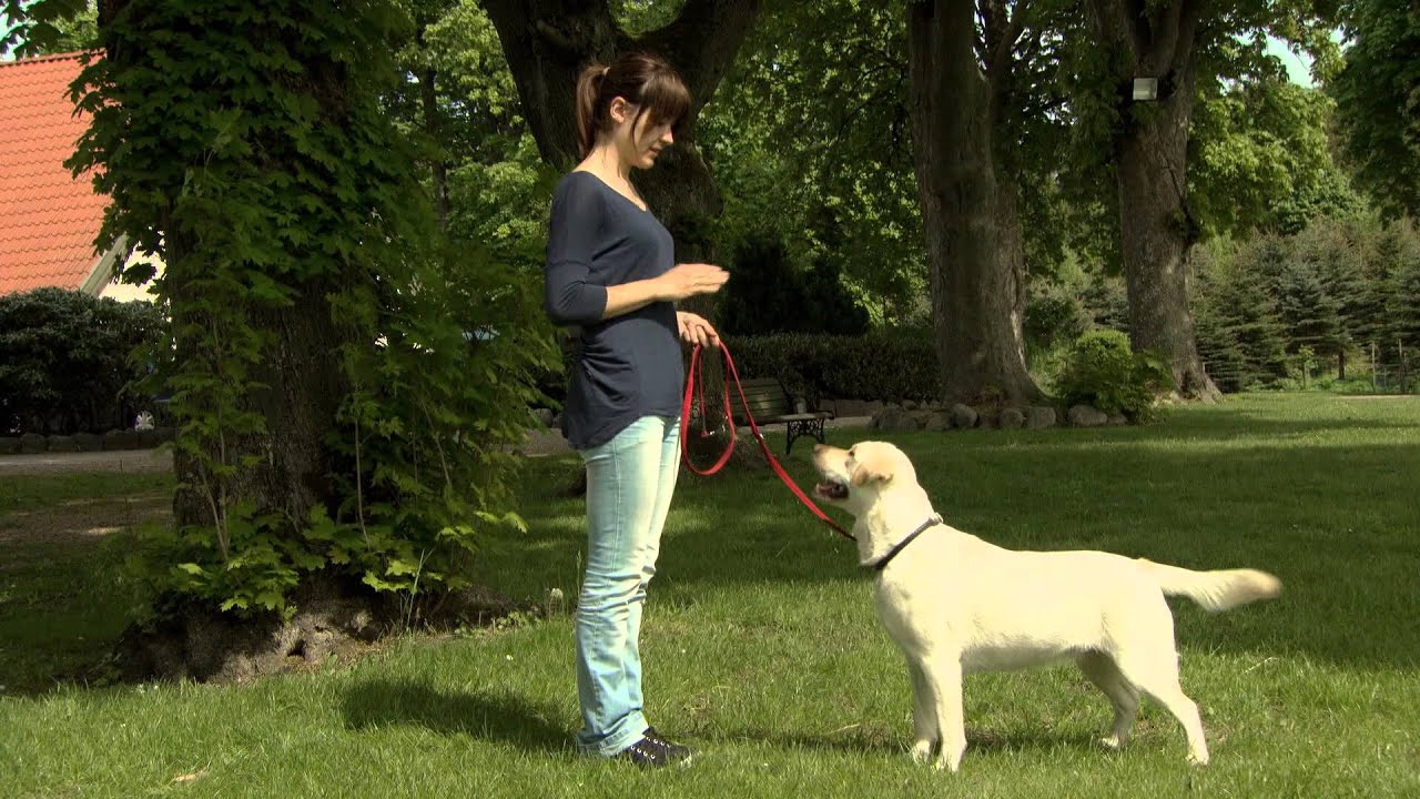 Dansk Kennel Klub - Sådan lærer hunden