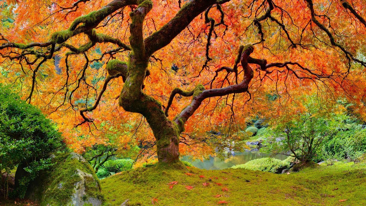 Musique Relaxante Avec L'influence Asiatique - Nature Relaxation