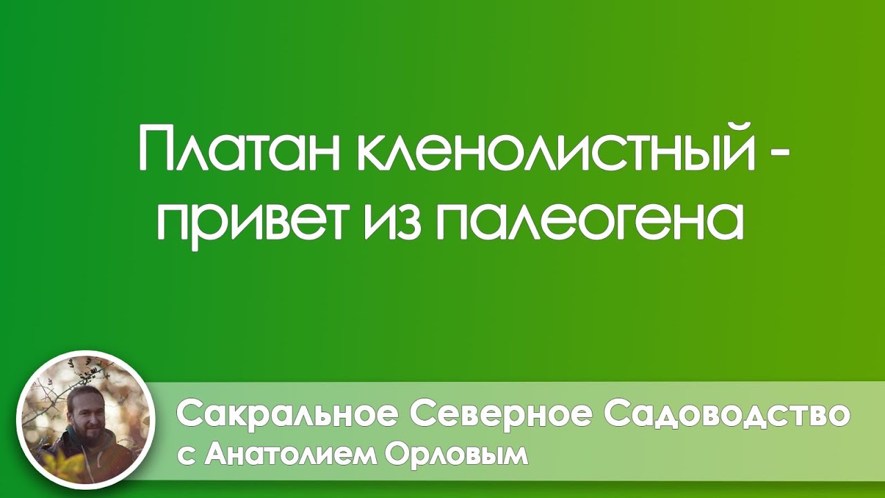 Платан кленолистный - привет из палеогена