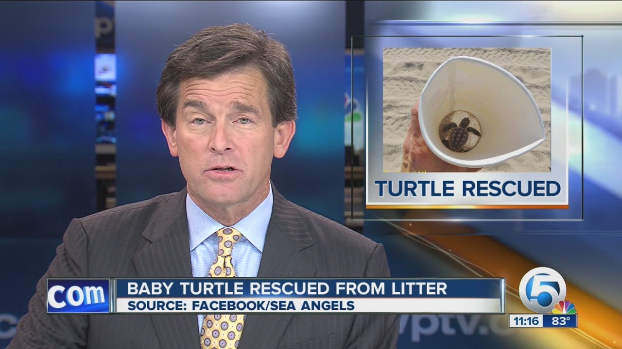 Baby turtle rescued from litter