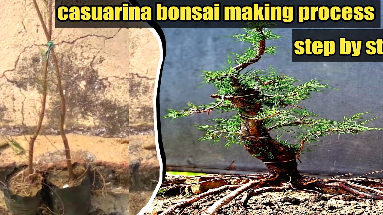 casuarina bonsai making process step by step