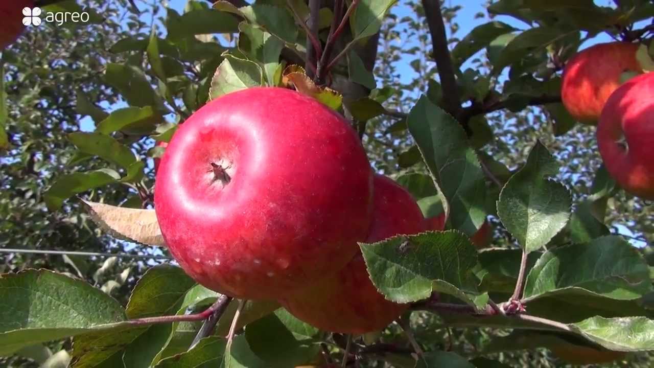 Nawożenie i ochrona jabłoni odpornych na parcha