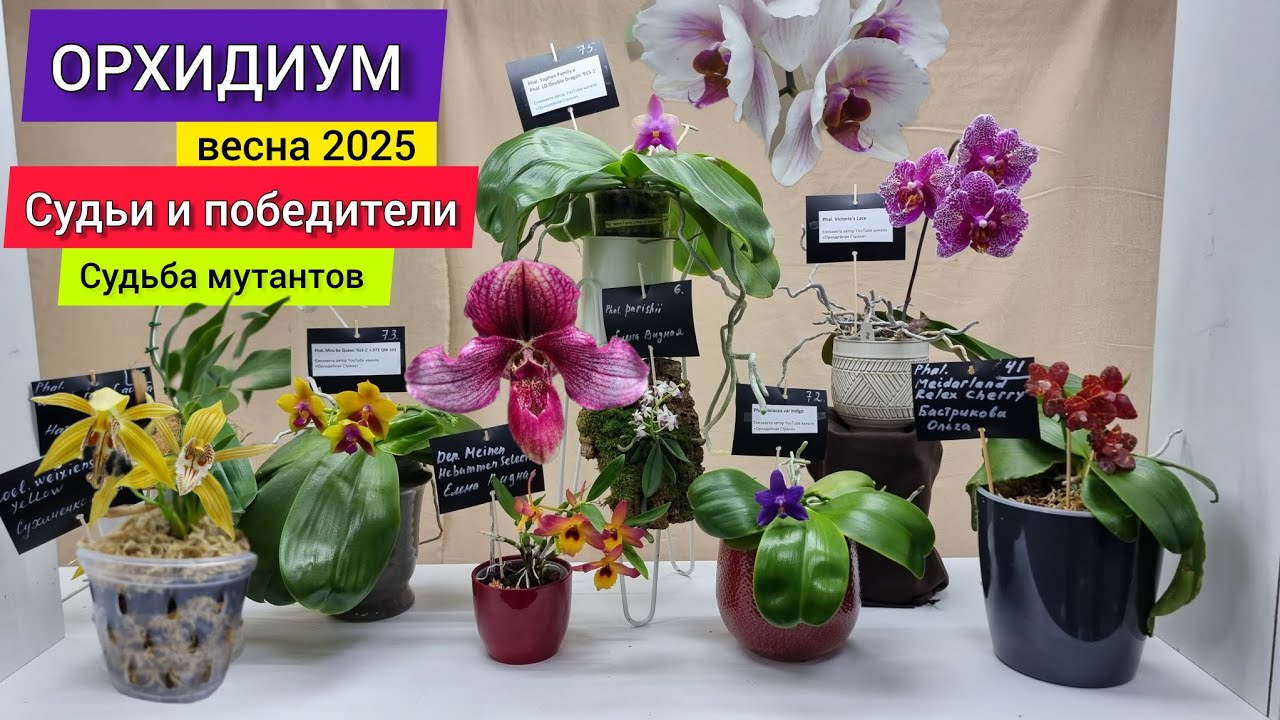 ОРХИДИУМ'25 Кто победил? Судьи и Победители! Скандал на выставке!! Судьба мутантов и много красоты!!