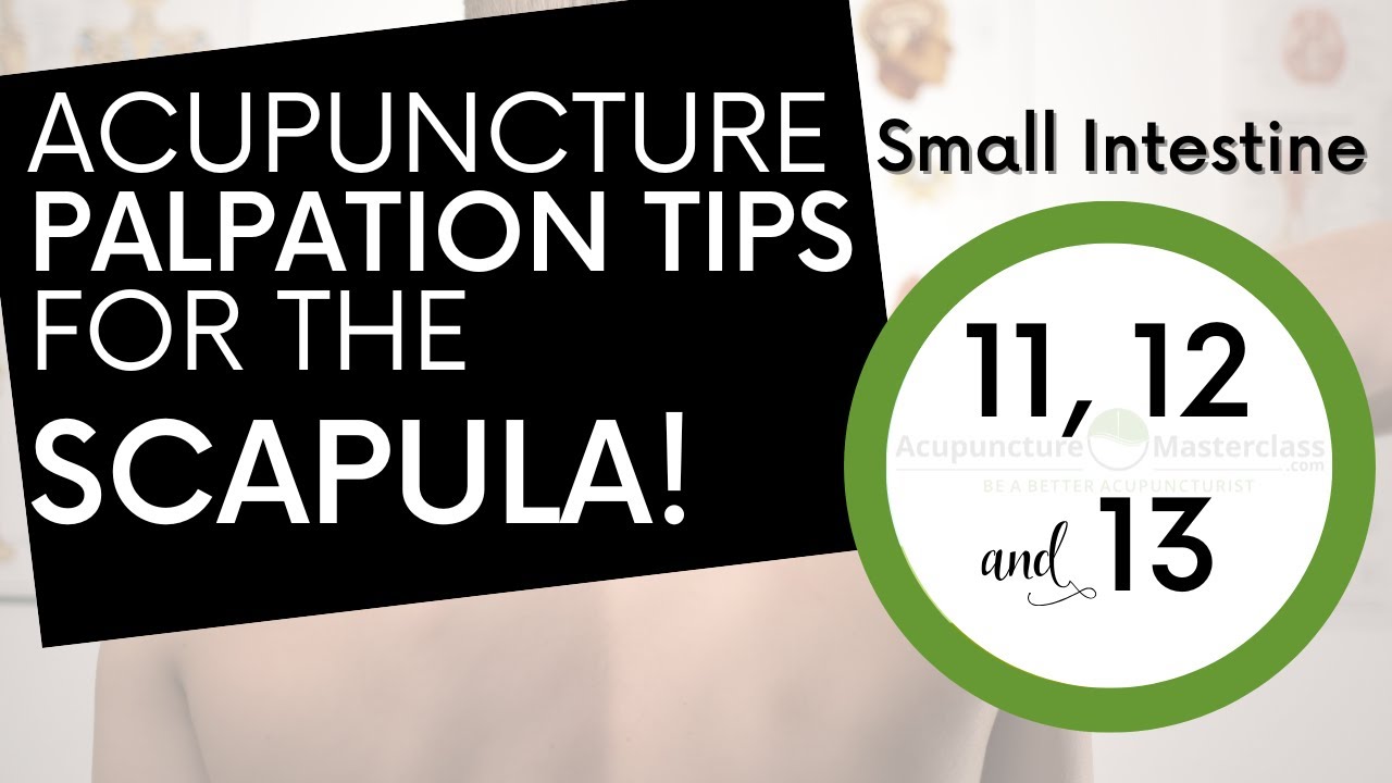 Acupuncture Palpation Tips - THE SCAPULA