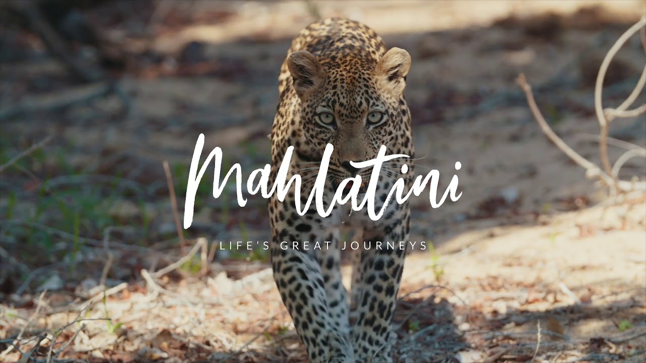 Mahlatini Travel Inspo video