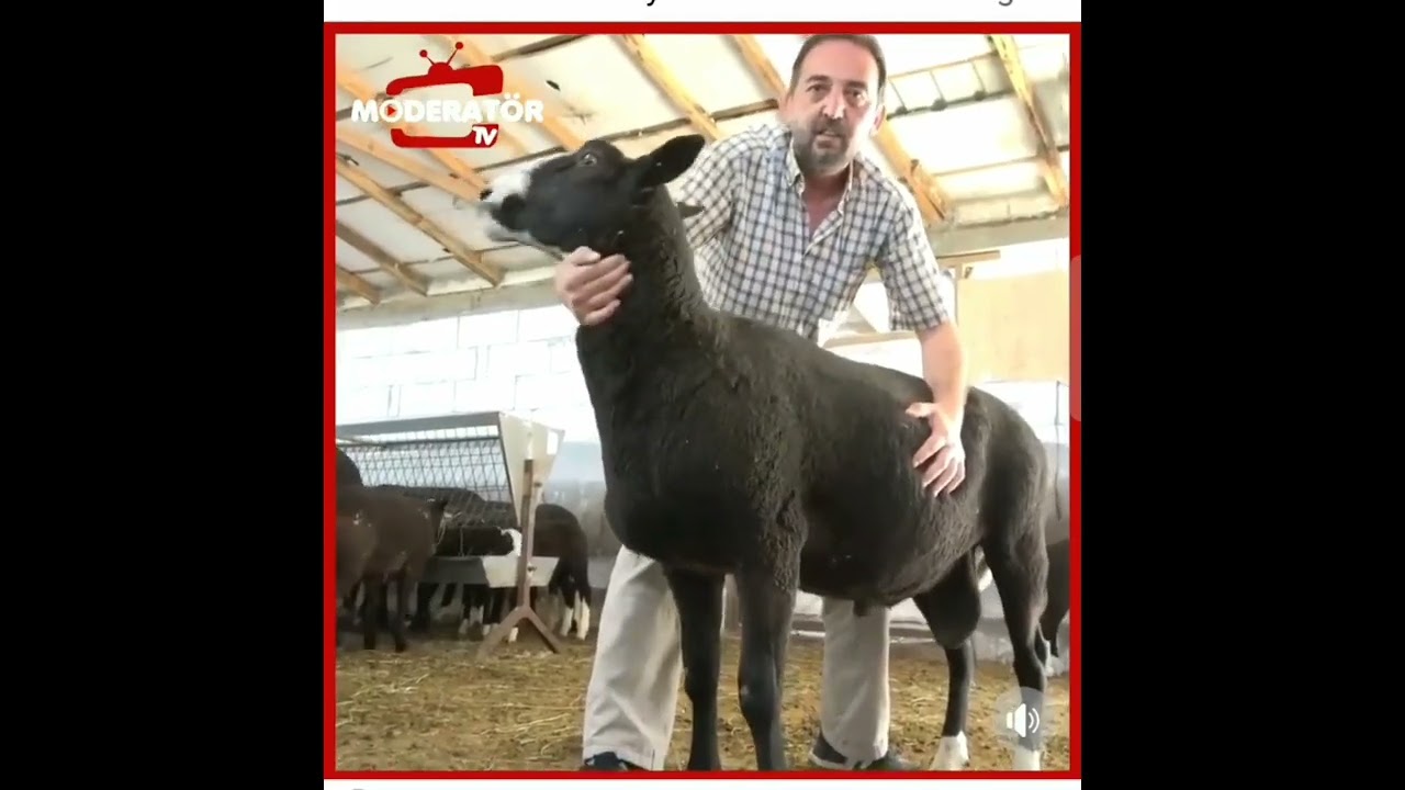 15 milyon izlenen zwartbles koyun ırkımız.