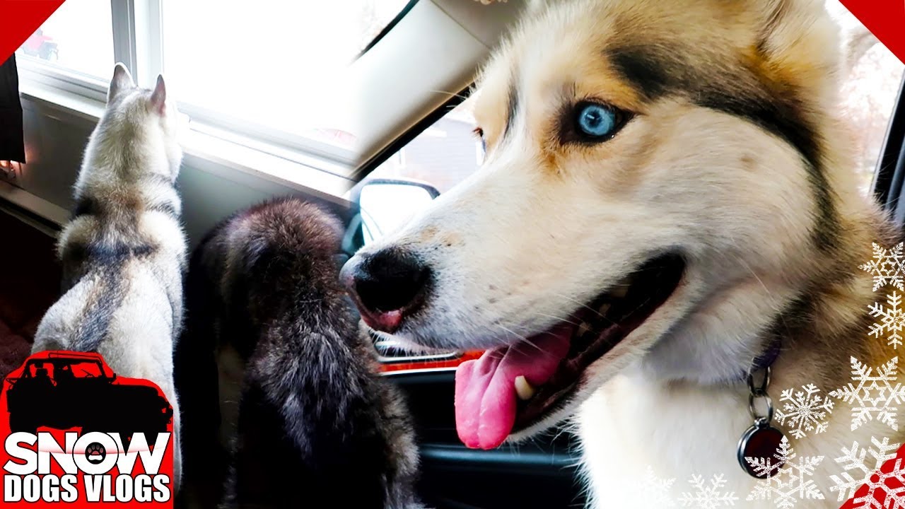 Shelby and Mom are Leaving | & Hitting a Milestone