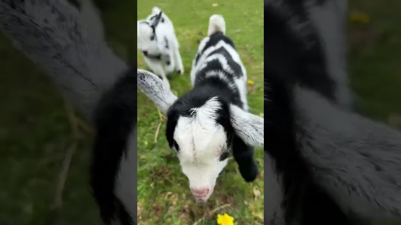 Major Pygmy goat zoomies! #pygmygoat #cuteanimals